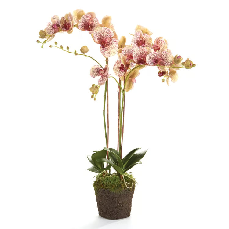 Speckled Pink Phalaenopsis Orchid Drop-In