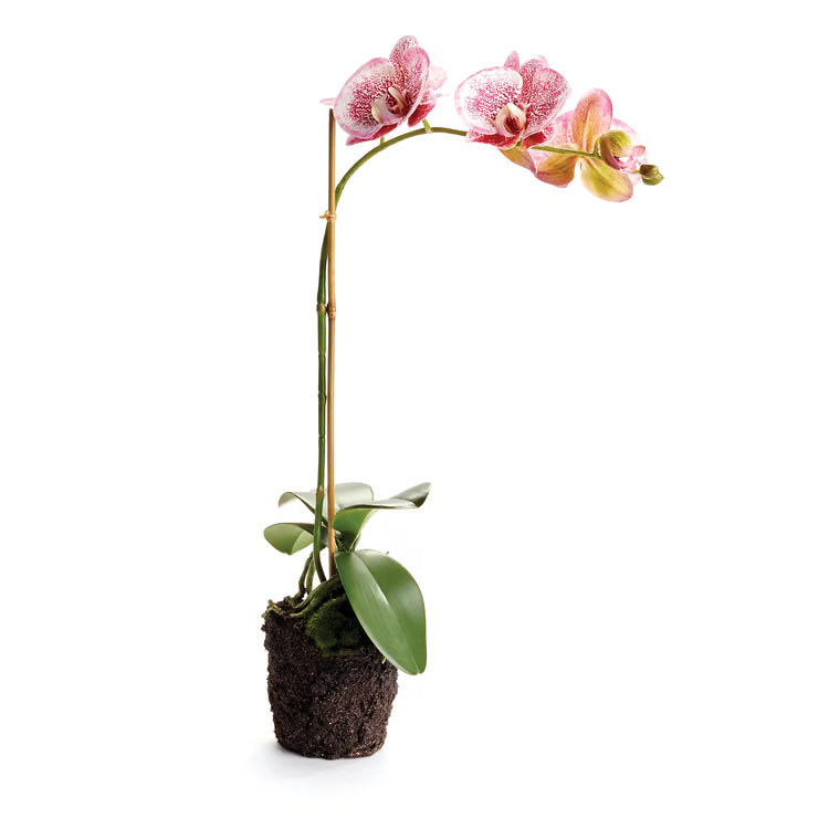 Speckled Pink Phalaenopsis Orchid Drop-In