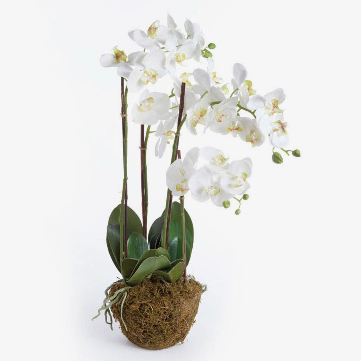 White Phalaenopsis Orchid Drop-In
