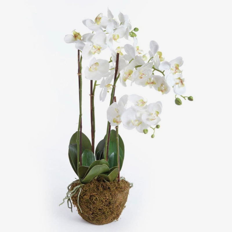 White Phalaenopsis Orchid Drop-In