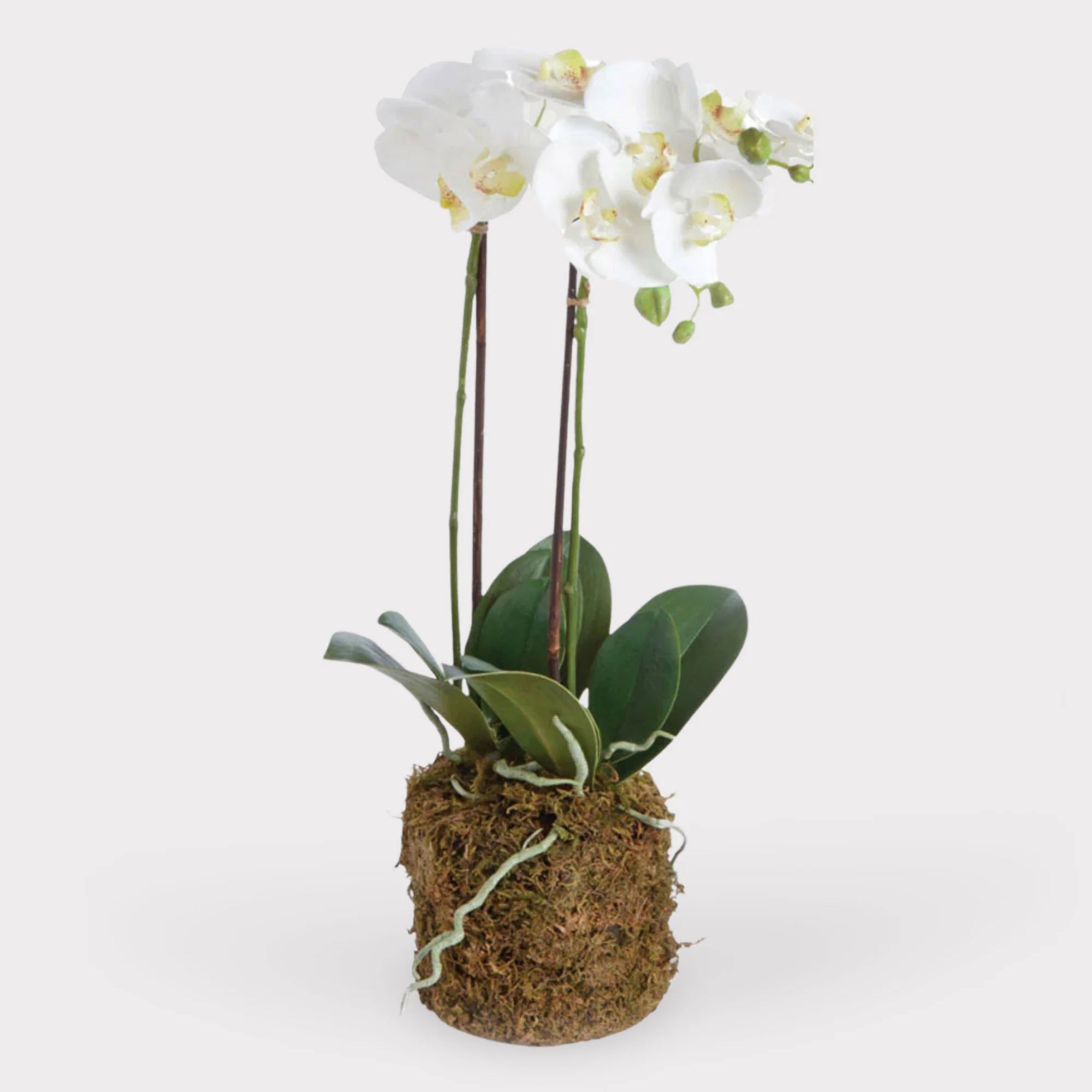 White Phalaenopsis Orchid Drop-In