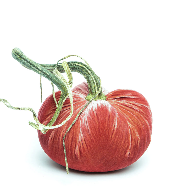 Rhubarb 11" Silk Velvet Pumpkin