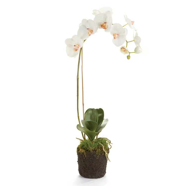 White Phalaenopsis Orchid Drop-In